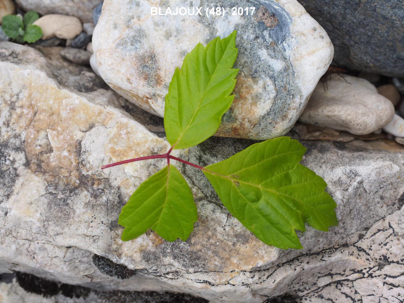 Maple, Manitoba leaf